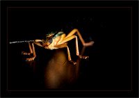 escarabajo simple frame